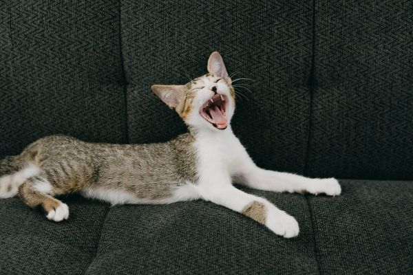 What are some effective strategies for dealing with pet behavioral problems?