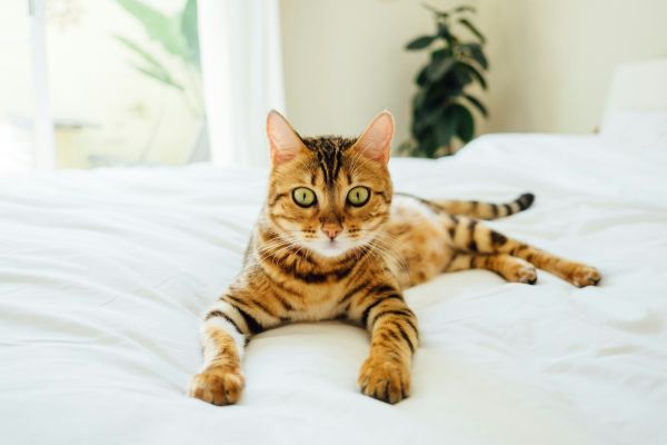 What are the signs that your pet might be suffering from heatstroke?