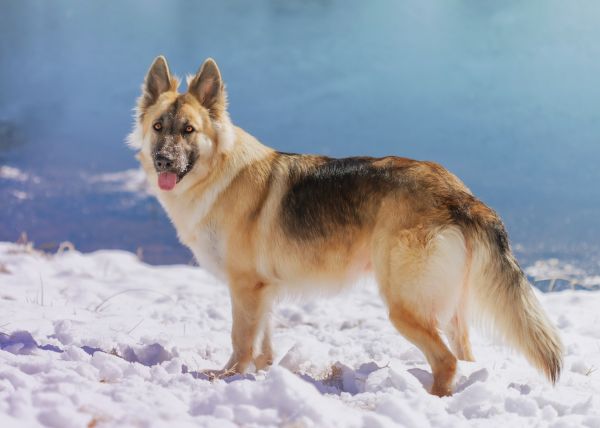 What should you know about the dietary needs of different dog breeds?